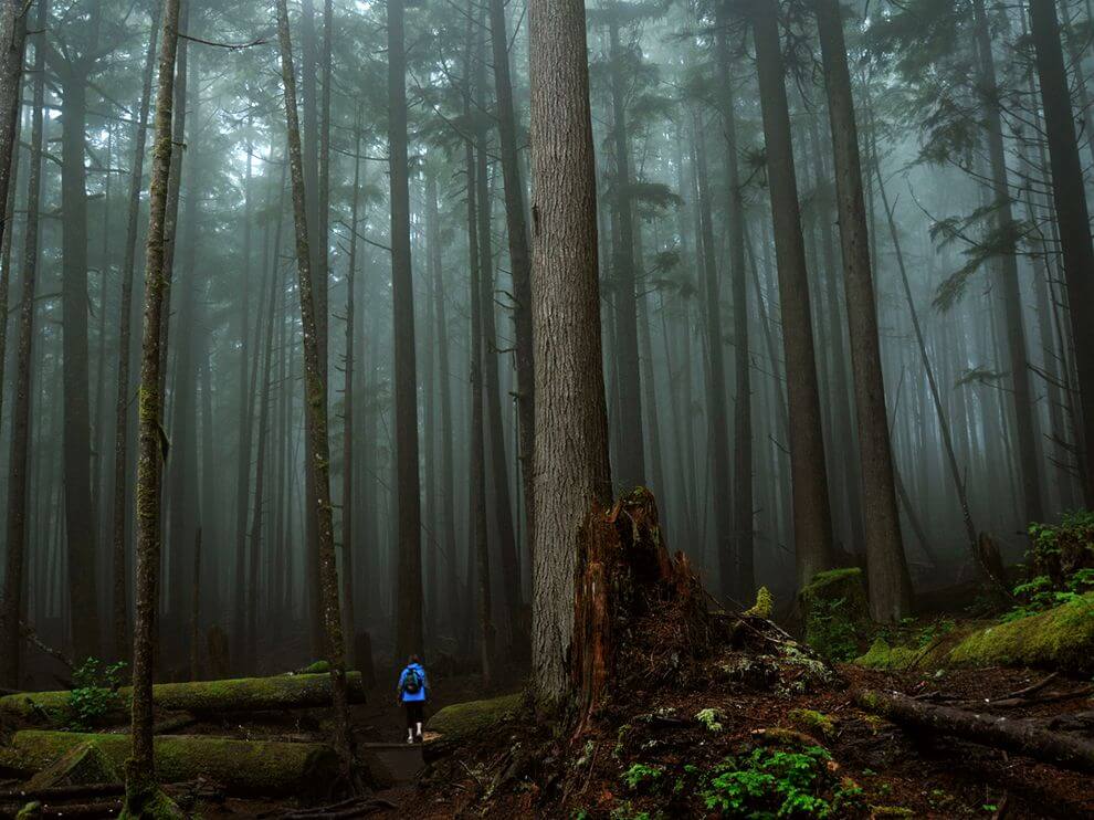 Rainforest Vancouver Island Canada