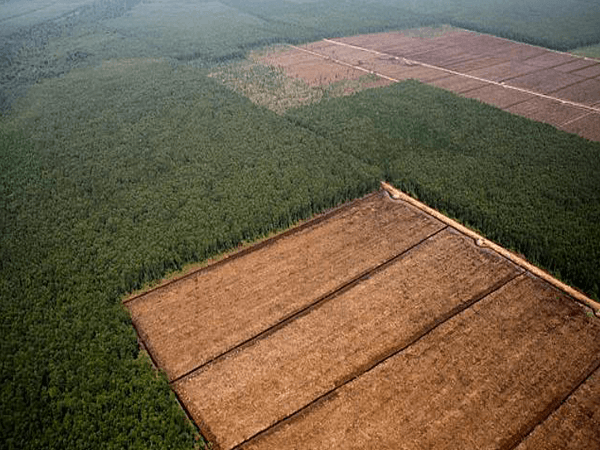 Deforestation reality