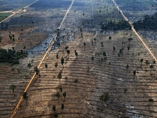 La realidad de la deforestacion