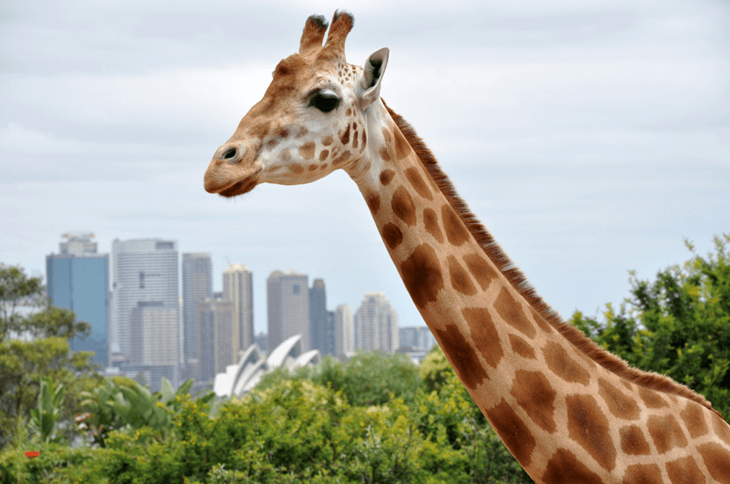 Best places for family vacation in Sidney