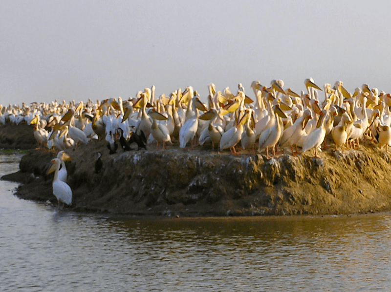 Senegal Parc National