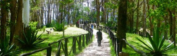 Playa, nieve y selva Parques nacionales de Venezuela Post pic